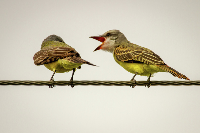 Two Couch's kingbirds.