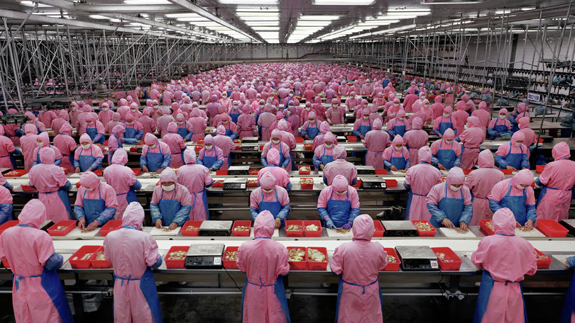 Planta de procesamiento de pollos Deda, ciudad de Dehui, provincia de Jilin, China, 2005