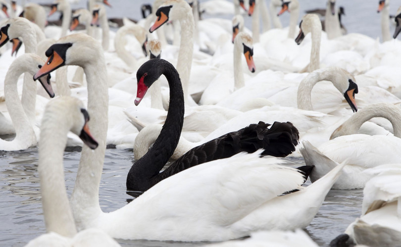 Hasta 1697, en la mayor parte del mundo se pensaba que los cisnes negros no existían. Aquel año, los europeos los vieron por primera vez en Australia. Ahora, la expresión «cisne negro» se utiliza para aludir a un posible cataclismo que hasta hace no mucho se había creído imposible.
