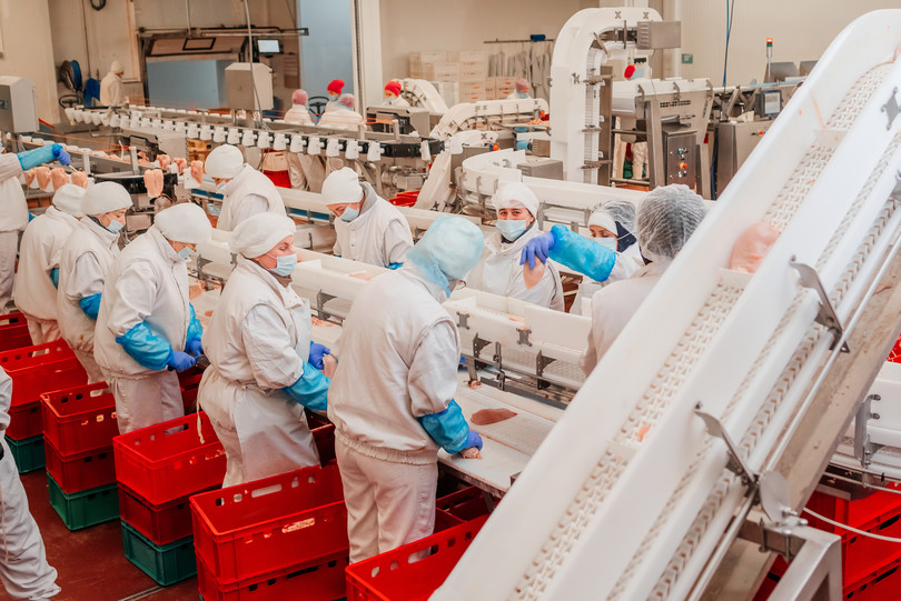 Workers on an automated production line with packaging and cutting of meat in a modern chicken processing factory. Meat processing factories often value speed and productivity over the safety of their workers.