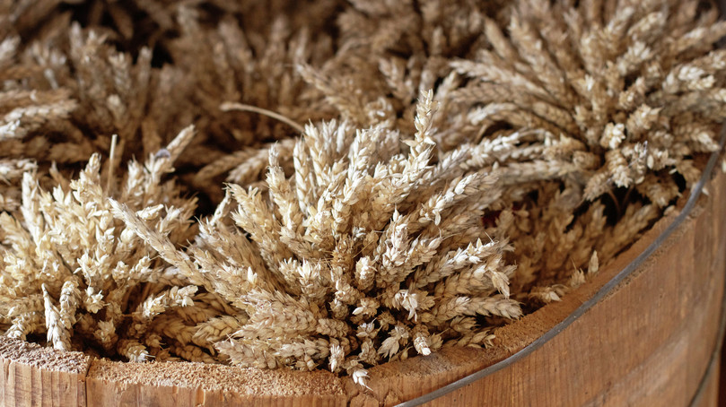 Mature ears of grain wheat.